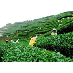 tea_garden