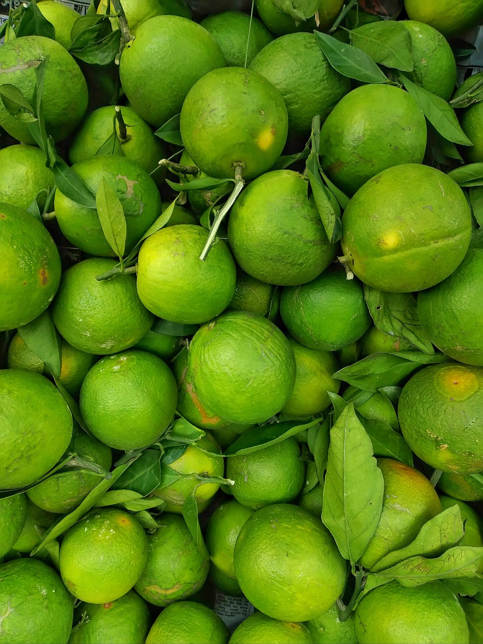 Fresh Guava from Bangladesh